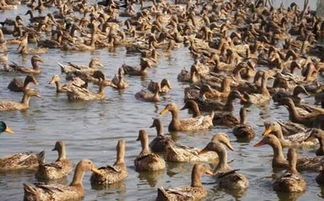 金錠鴨價格持續攀升，畜牧市場飼料獸藥招商火爆