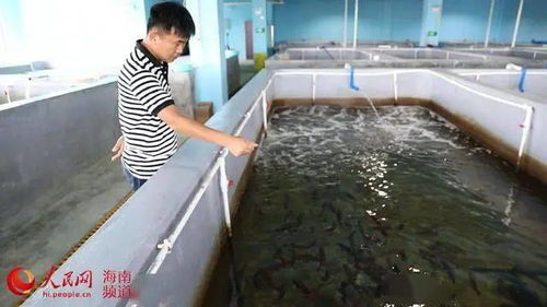 從傳統(tǒng)到現(xiàn)代 文昌水產養(yǎng)殖的轉型之路與飼料銷售新機遇