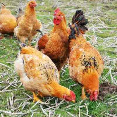 現代農業產業鏈全景圖 從田間到餐桌的多元化發展